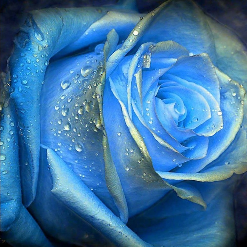 Meet your Posher, Afrin